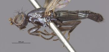 Media type: image;   Entomology 13274 Aspect: habitus lateral view